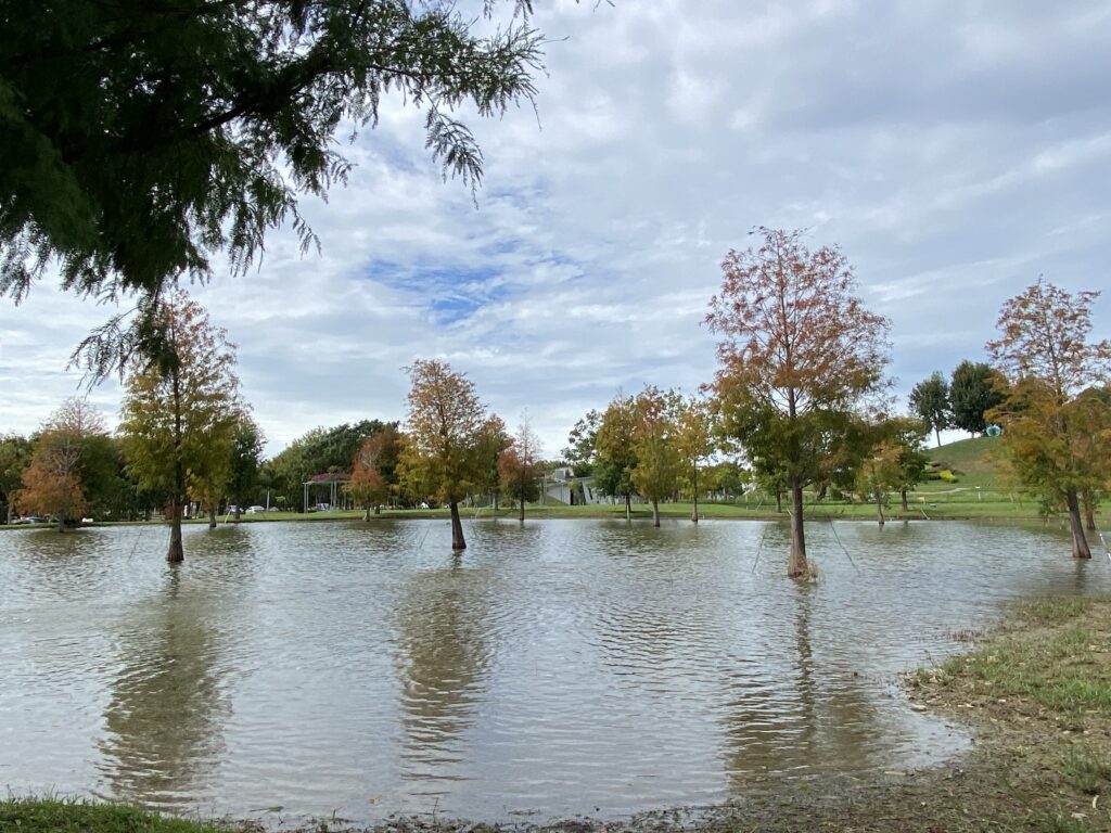 迎「立冬」遊山城！后里環保公園波斯菊花海、落羽松林、「孩籽」遊戲場一次滿足