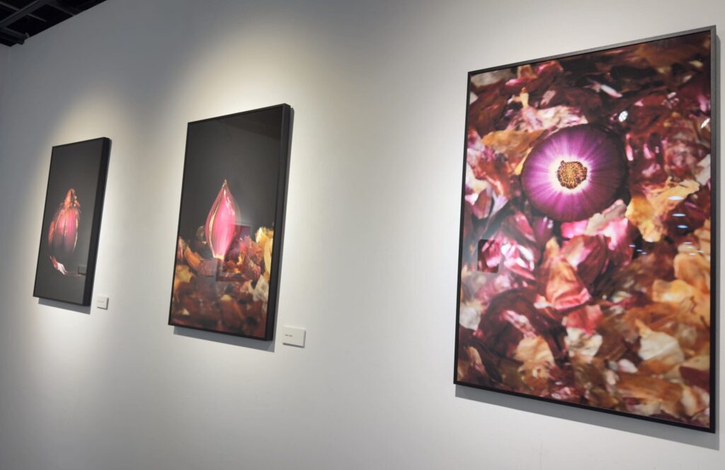 陳雅莉的洋蔥－眼淚不會白流在241空間展出