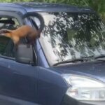 小貨車副駕駛座車窗沒關好　大膽黃喉貂侵入覓食萌樣笑翻一堆人