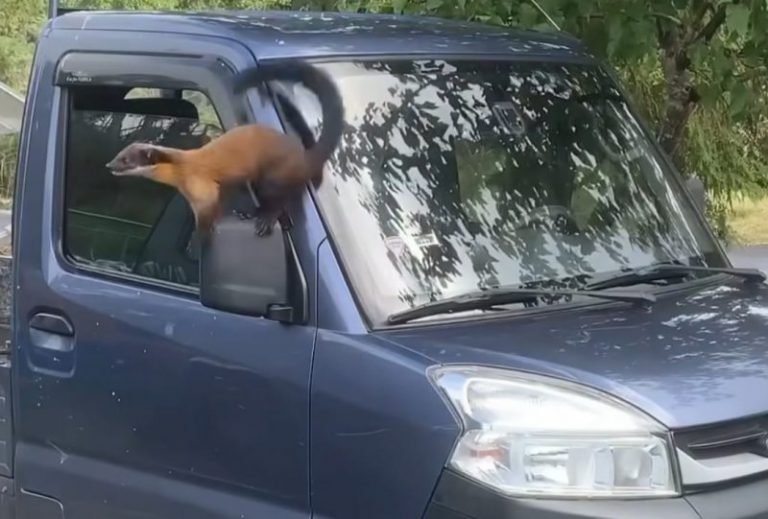 小貨車副駕駛座車窗沒關好　大膽黃喉貂侵入覓食萌樣笑翻一堆人