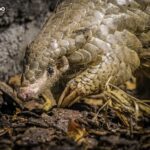 穿山甲「潤喉糖」離世　布拉格與臺北動物園同表不捨