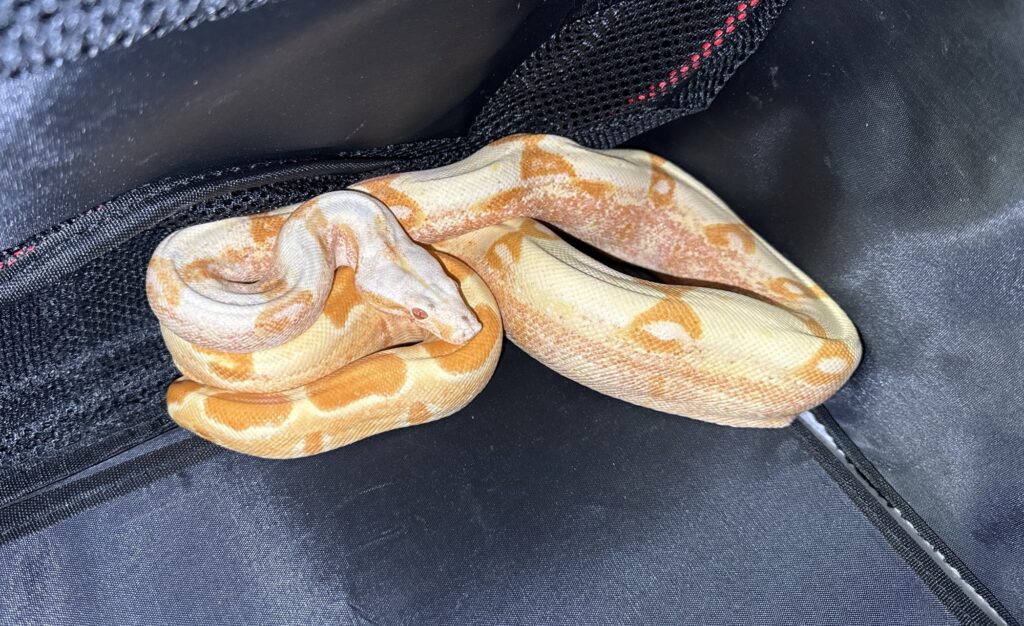 新北今年8-10月拾獲24隻疑遭棄養寵物蛇　-平均約4天收容1隻　動保處呼籲加強飼養管理