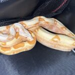 新北今年8-10月拾獲24隻疑遭棄養寵物蛇　-平均約4天收容1隻　動保處呼籲加強飼養管理