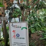 等你來挖寶！臺北典藏植物園降真香結實纍纍