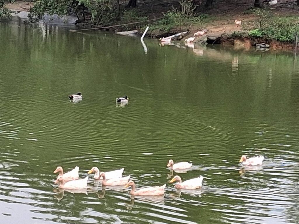 桃園綠色秘境八德埤塘生態公園-鴨群漫游夜鷺候鳥棲息親子遊首選
