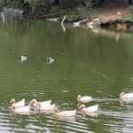 桃園綠色秘境八德埤塘生態公園-鴨群漫游夜鷺候鳥棲息親子遊首選