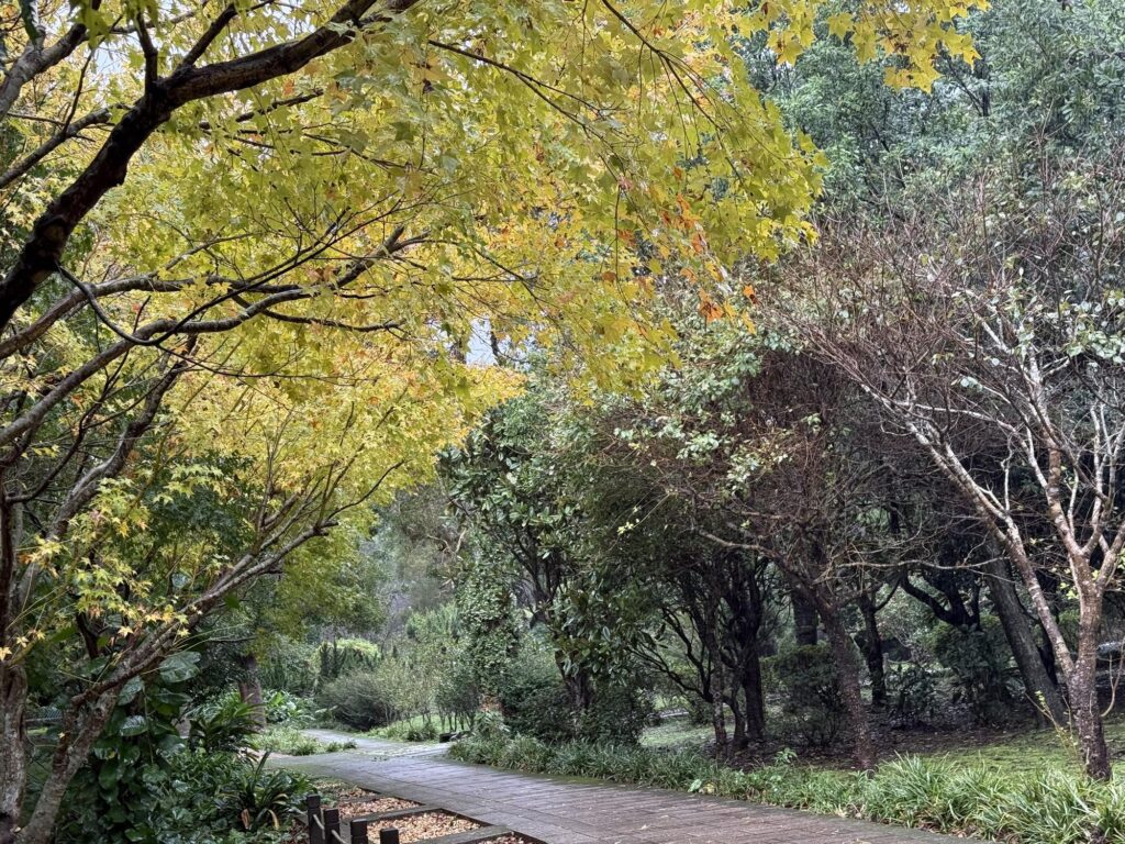 賞楓・觀銀杏・看茶梅　陽明山秘境報你知