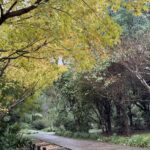 賞楓・觀銀杏・看茶梅　陽明山秘境報你知