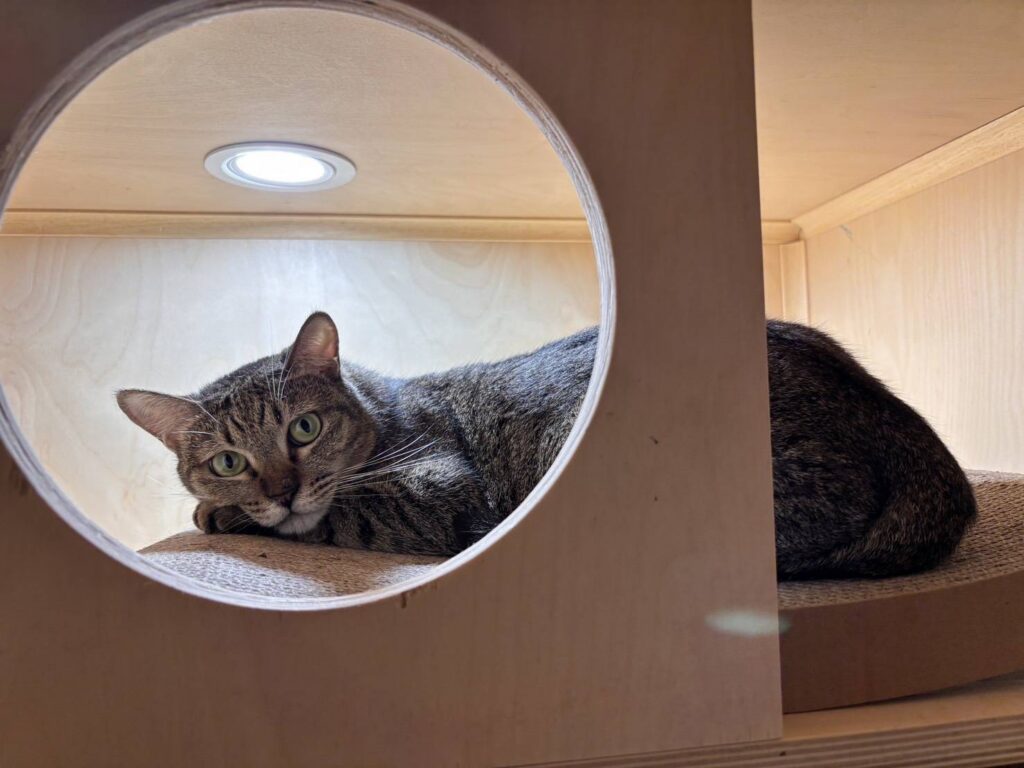 虎斑貓「帝寶」等到了家！北市「浪愛滿屋」計畫成功送養322犬貓