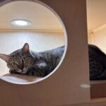 虎斑貓「帝寶」等到了家!北市「浪愛滿屋」計畫成功送養322犬貓