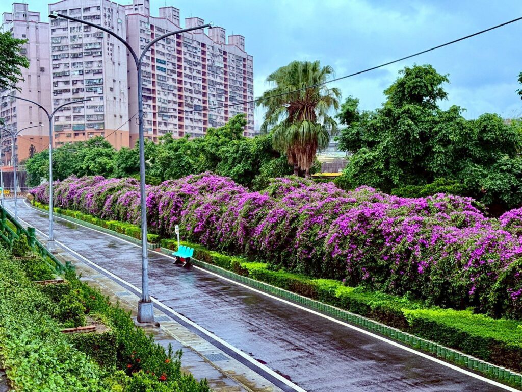 紫色花海夢幻降臨　新北景觀處精選三處「蒜香藤」花瀑秘境　要賞浪漫場景要把握時間