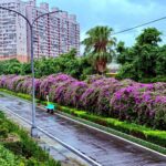 紫色花海夢幻降臨　新北景觀處精選三處「蒜香藤」花瀑秘境　要賞浪漫場景要把握時間