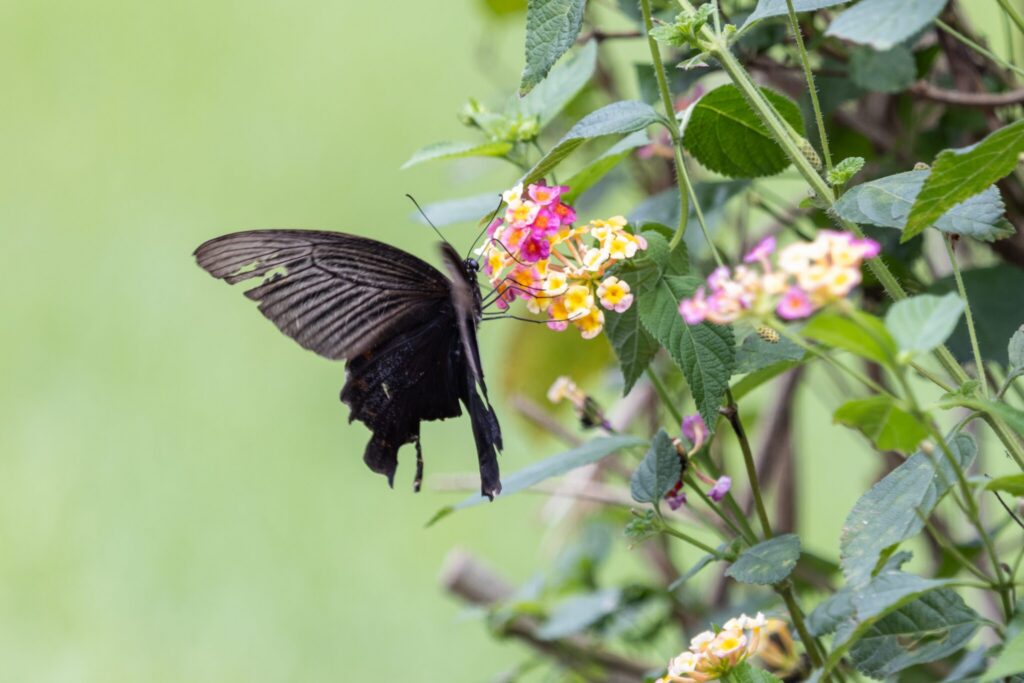 天成飯店花蓮雙星登場　城堡-×-森林打造最強秋冬雙湯奢旅