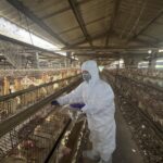 彰化縣蛋雞場芬普尼全面採樣監測啟動　第一梯次15場高風險場檢驗結果均為未檢出