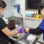 彰化縣政府積極處理特定寵物業不當飼養案件-41隻貓全數緊急收容安置　全面守護動物福祉