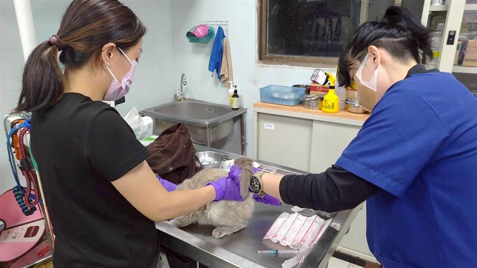 彰化縣政府積極處理特定寵物業不當飼養案件-41隻貓全數緊急收容安置 全面守護動物福祉