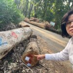 王美惠爭取經費獲農業部承諾 嘉義樹木園1500萬修復缺口解套