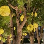 一起點亮台中！　中市行道樹12/1起免費懸掛燈飾-打造最美節慶城市！