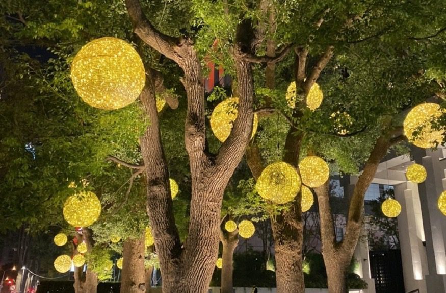一起點亮台中！　中市行道樹12/1起免費懸掛燈飾-打造最美節慶城市！