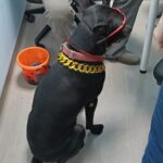 飼主靠寵物不當展演賺錢　新北動保處蒐證　開罰5萬元並沒入犬隻