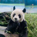 圓圓健檢結果出爐！動物園證實：主要器官功能穩定正常
