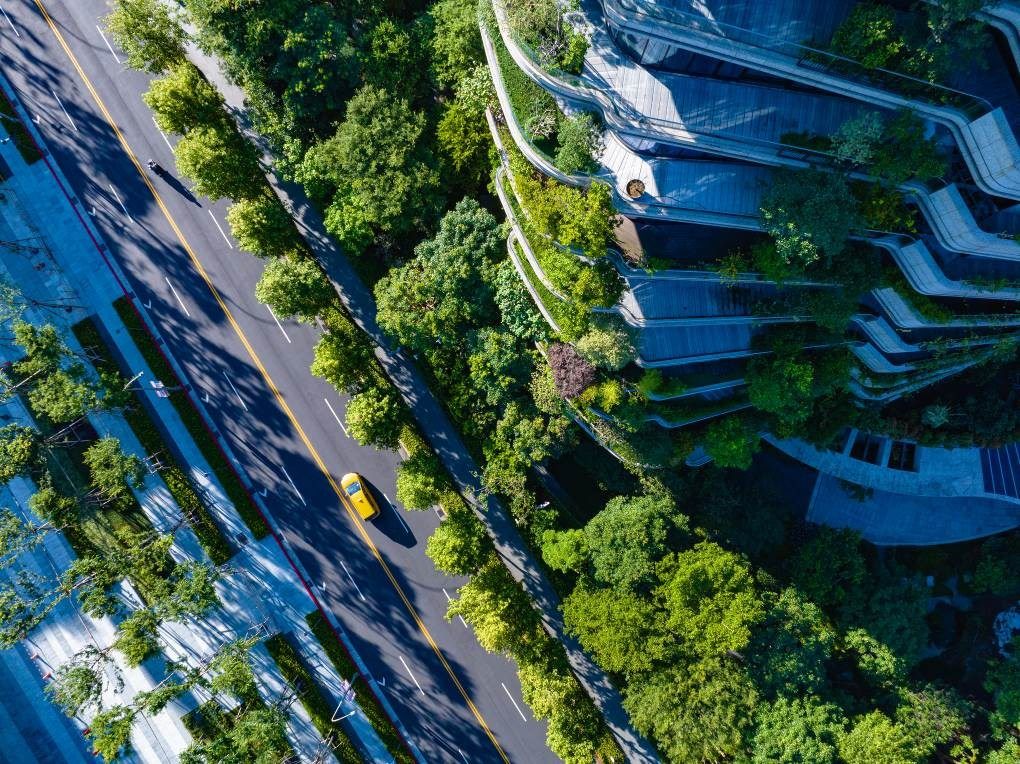 信義商圈楓香有故事　認養人細心呵護打造最美麗風景