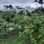 玫瑰與欒樹共舞冬日色彩　台北玫瑰園飄香映紅光