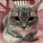 彰化縣動物防疫所沒入品種貓開放抽籤認養　英短、布偶、曼赤肯等多種貓隻等待溫暖新家