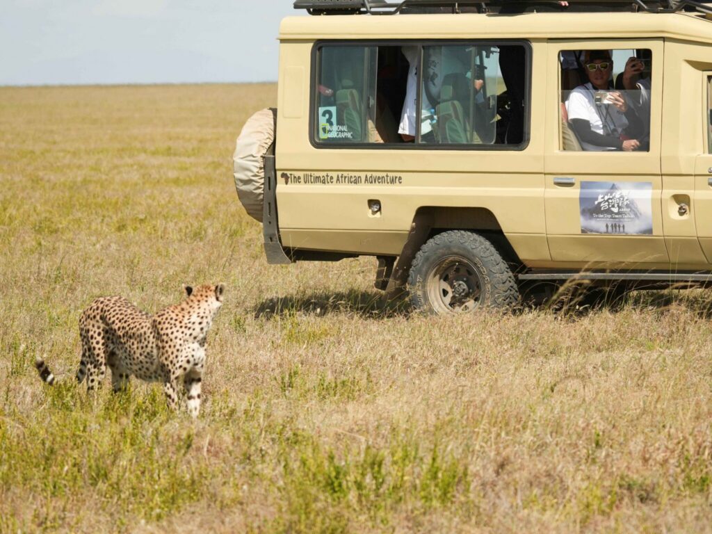 非洲篇震撼登場與獅子-獵豹-鬣狗比鄰而居-大草原景色激動落淚