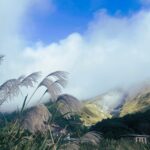 陽明山竹子湖轉型休閒農業　初冬賞芒正當時