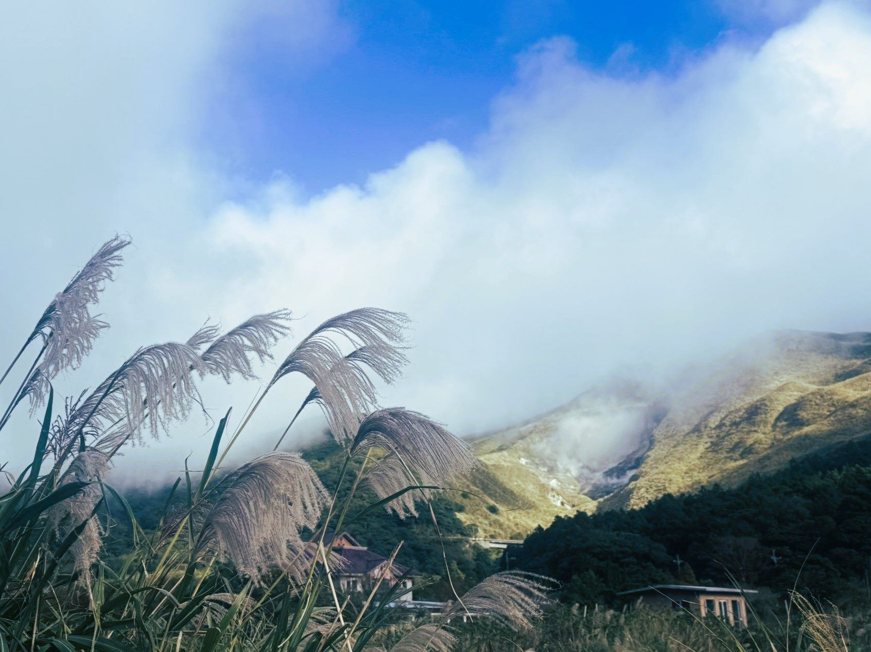 陽明山竹子湖轉型休閒農業　初冬賞芒正當時