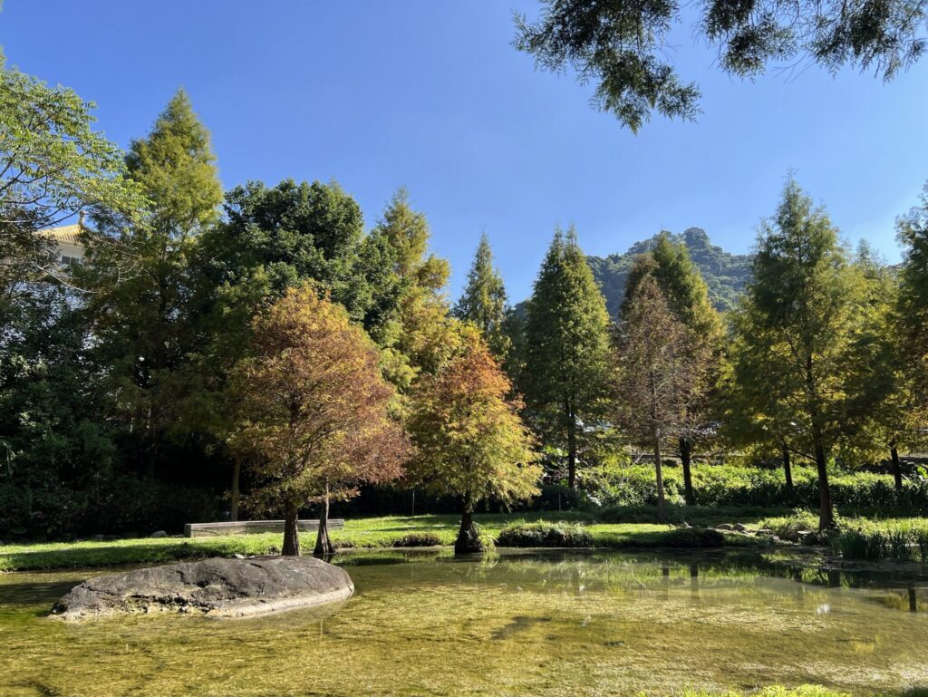 秋冬美景正盛! 后里、南屯、太平落羽松接力轉色 打造城市最詩意風景線!