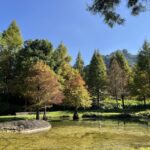 秋冬美景正盛！　后里、南屯、太平落羽松接力轉色　打造城市最詩意風景線！