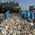 雲林入冬首例禽流感案例　籲「禽」落實生物安全