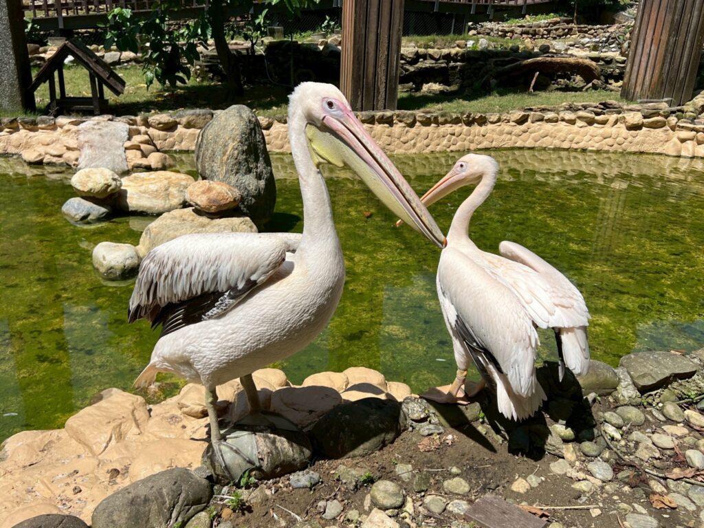 壽山動物園歲末迎「新」-朋友-鵜鶘、侏儒羊、兔豚等多種動物報到！