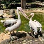 壽山動物園歲末迎「新」-朋友-鵜鶘、侏儒羊、兔豚等多種動物報到！