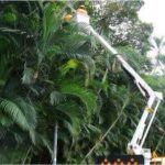 拉滿聖誕氣氛　路燈守護天使點亮台北