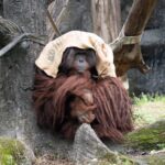 冷氣團來襲動物園禦寒有方　保溫燈、高熱量飲食助動物過冬