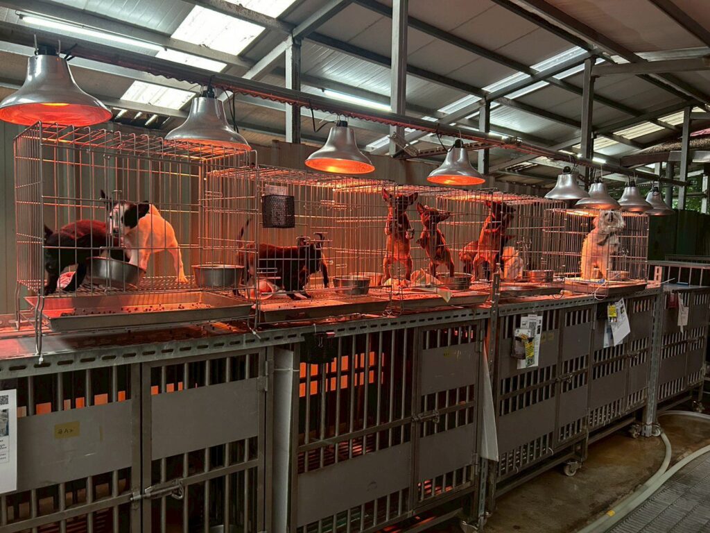 入冬氣溫下降　新北動保處啟動防寒計畫　-暖心照護收容毛寶貝