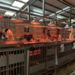 入冬氣溫下降　新北動保處啟動防寒計畫　-暖心照護收容毛寶貝