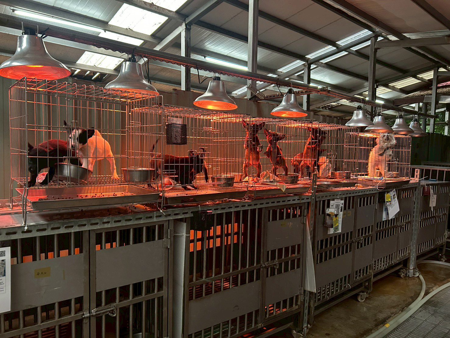 入冬氣溫下降　新北動保處啟動防寒計畫　-暖心照護收容毛寶貝