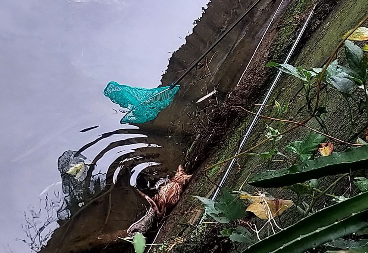 小橘貓受困排水溝失溫險死　新北動保處救援治療　幸運找到認養家庭