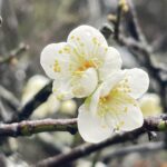 南投縣信義鄉「踏雪尋梅」活動　今27日盛大登場