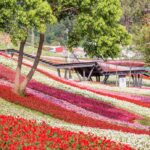 三層崎花海將登場 兩公園串聯打造更大更美賞花路線