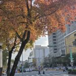 冬天裡的一把火　北市楓香染紅迎新年