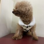 北市動物之家全面啟動防寒措施　低溫來襲守護收容毛孩