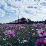 台中推動冬季景觀綠肥　打造海線鐵道花田風光
