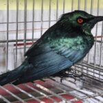 「紅眼詭光鳥」叩敲大樓住家玻璃護欄　竟是亞洲輝椋鳥求救