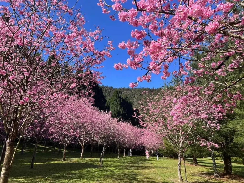 2026暨大櫻花季　櫻花林下的微醺時光　民歌串聯咖啡與在地情懷