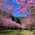 2026暨大櫻花季　櫻花林下的微醺時光　民歌串聯咖啡與在地情懷